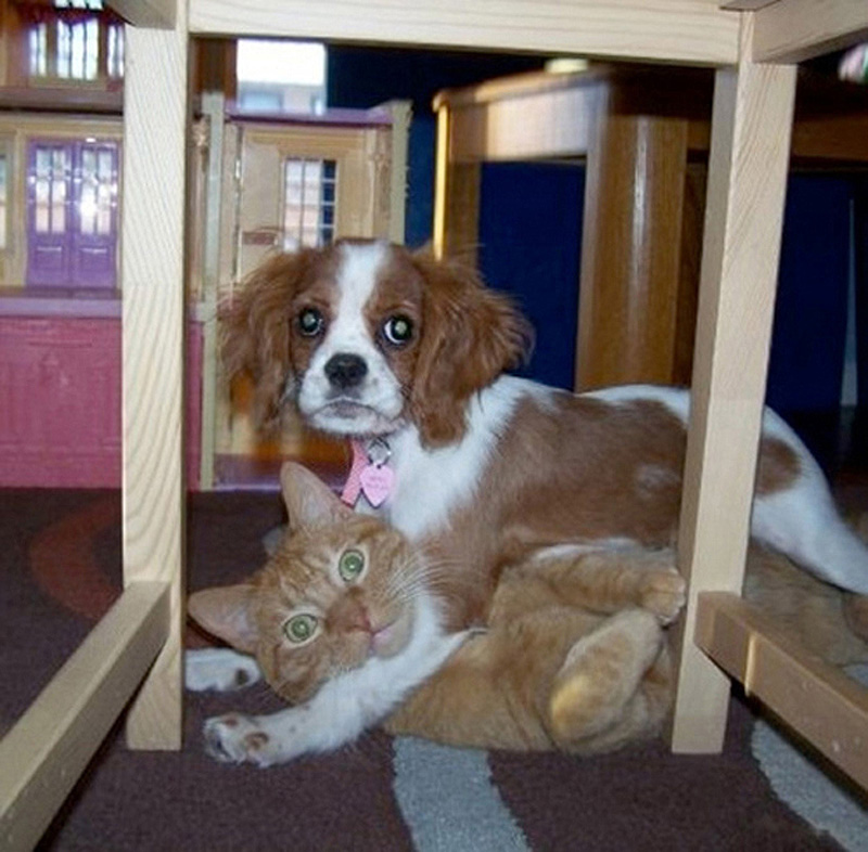 27 смешных собак, которые нашли себе занятие, пока хозяина нет дома собаки одни дома, нашкодившие собаки, что делает собака когда нет хозяина