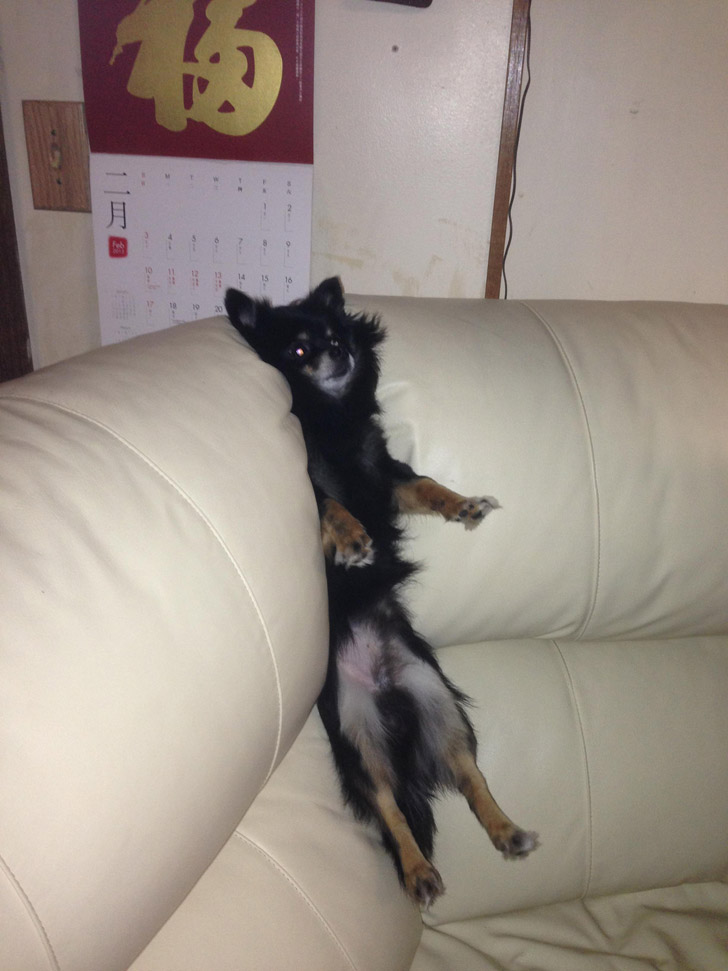 27 смешных собак, которые нашли себе занятие, пока хозяина нет дома собаки одни дома, нашкодившие собаки, что делает собака когда нет хозяина