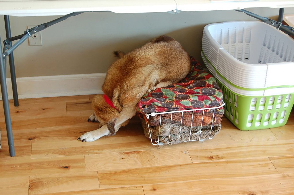 27 смешных собак, которые нашли себе занятие, пока хозяина нет дома собаки одни дома, нашкодившие собаки, что делает собака когда нет хозяина