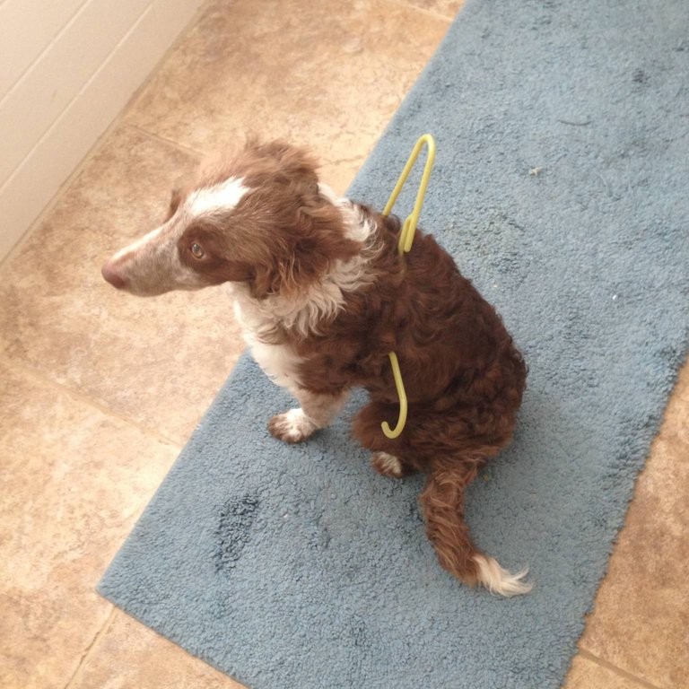 27 смешных собак, которые нашли себе занятие, пока хозяина нет дома собаки одни дома, нашкодившие собаки, что делает собака когда нет хозяина