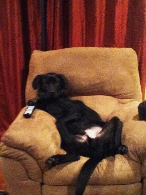 27 смешных собак, которые нашли себе занятие, пока хозяина нет дома собаки одни дома, нашкодившие собаки, что делает собака когда нет хозяина