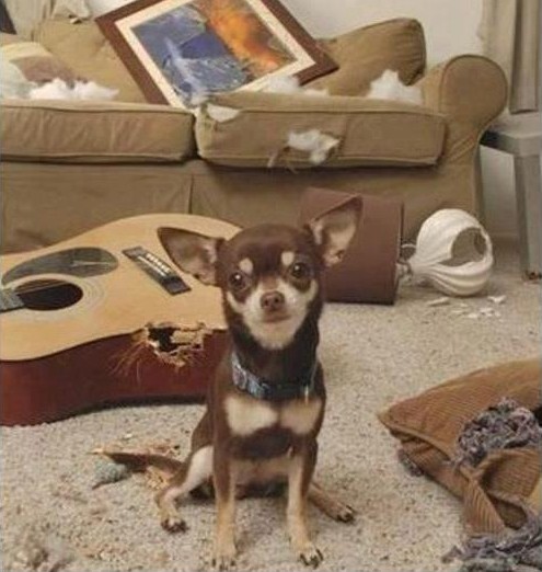 27 смешных собак, которые нашли себе занятие, пока хозяина нет дома собаки одни дома, нашкодившие собаки, что делает собака когда нет хозяина