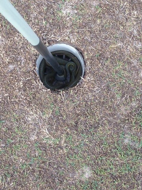 шокируюшие животные Австралии, фауна Австралии, ужасы из Австралии, фото