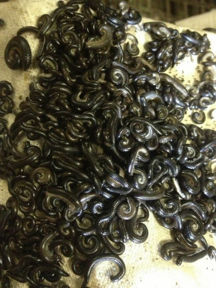 шокируюшие животные Австралии, фауна Австралии, ужасы из Австралии, фото