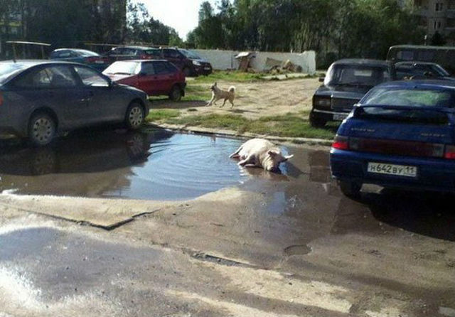 умом россию не понять, угадай страну, россия удивительная страна