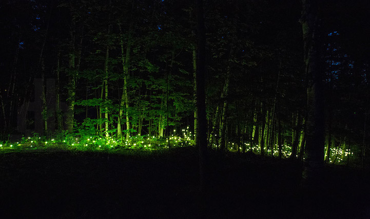 Foresta Lumina, Люминесцентный парк, ущелье Коатикук, Coaticook 