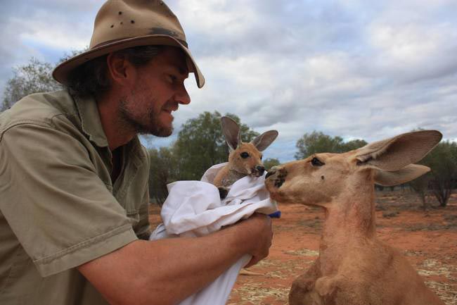 Маленькие кенгурята остаются умирать в сумке погибшей матери, пока не приходит он.. Крис Барнс, Chris Barns, Кенгуру Данди, Kangaroo Dundee, спасение кенгурят оставшихся в сумке погибшей матери