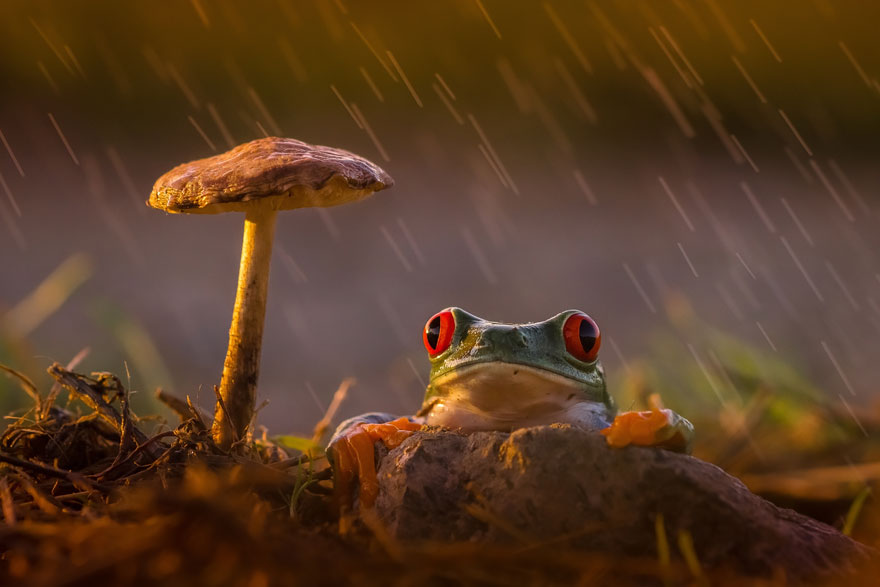 Фото жабы и лягушки милые