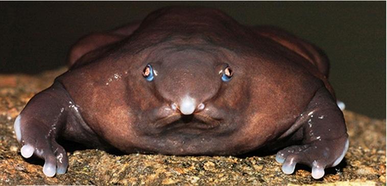 лягушки и жабы, необычные лягушки, красивые лягушки