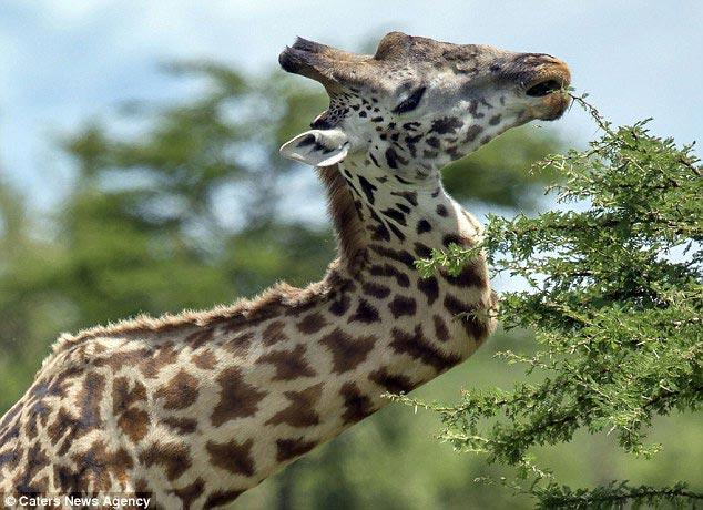 жираф с поломанной шеей, масайский жираф, масайский жираф с поломанной шеей, жираф шея буквой Z