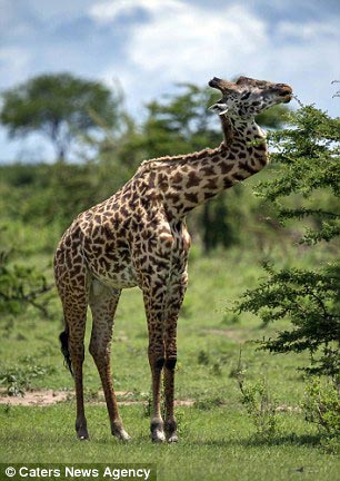 жираф с поломанной шеей, масайский жираф, масайский жираф с поломанной шеей, жираф шея буквой Z