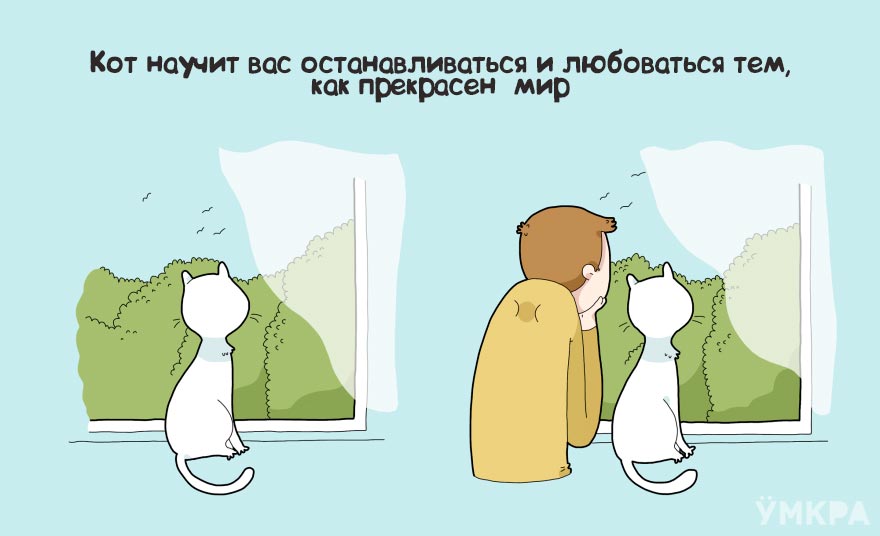 плюсы жизни с котом, преимущества жизни с котом