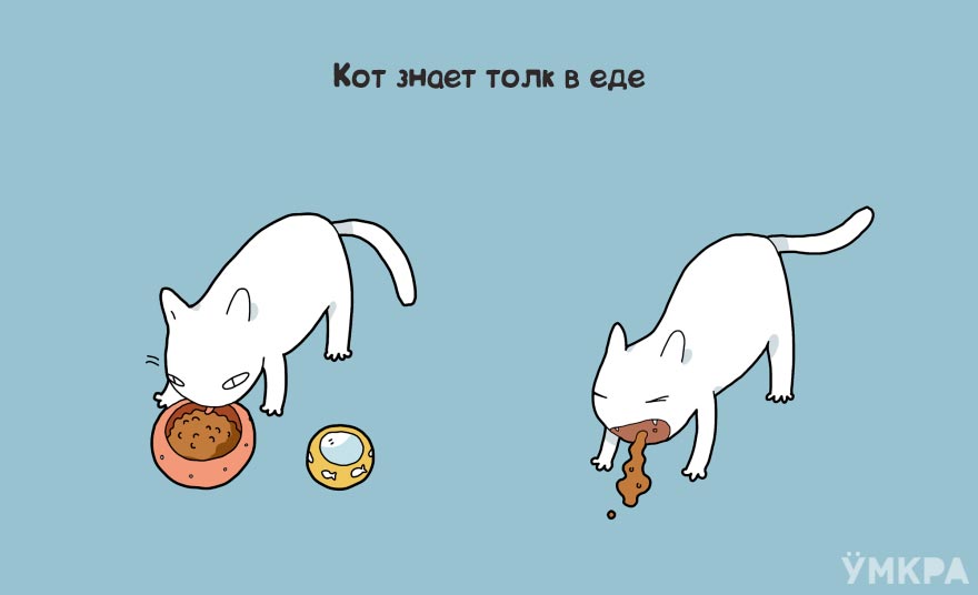 плюсы жизни с котом, преимущества жизни с котом