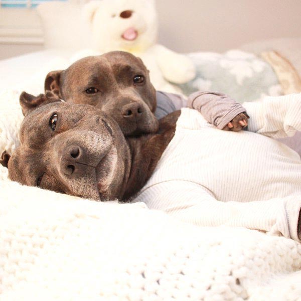 Собаки-обнимаки, милые стаффордширы, Даррен и Филипп, Blueboys dogs