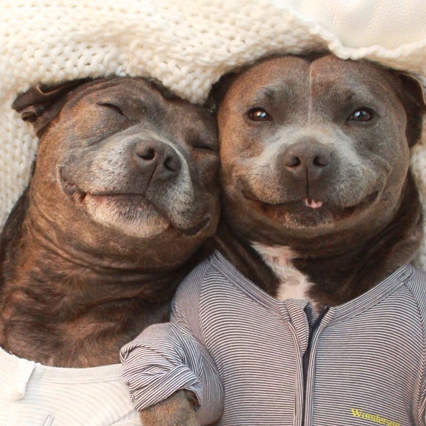 Собаки-обнимаки, милые стаффордширы, Даррен и Филипп, Blueboys dogs