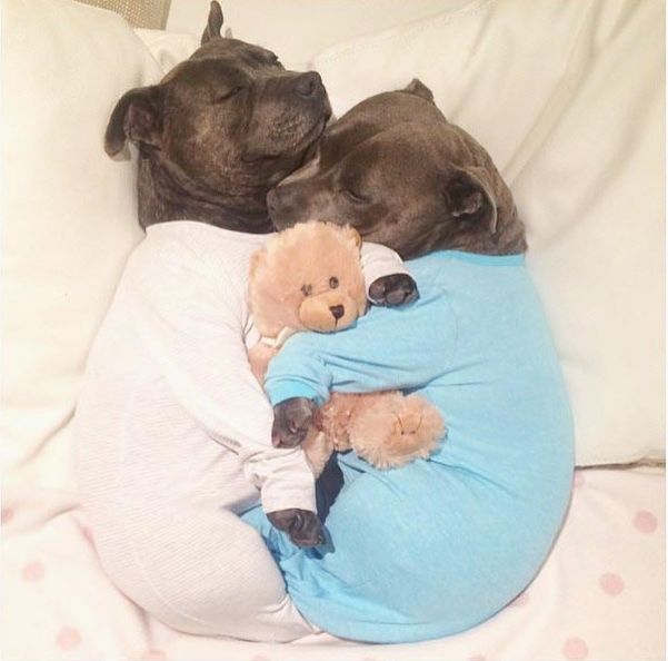 Собаки-обнимаки, милые стаффордширы, Даррен и Филипп, Blueboys dogs