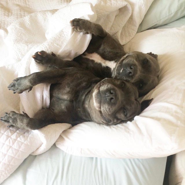 Собаки-обнимаки, милые стаффордширы, Даррен и Филипп, Blueboys dogs