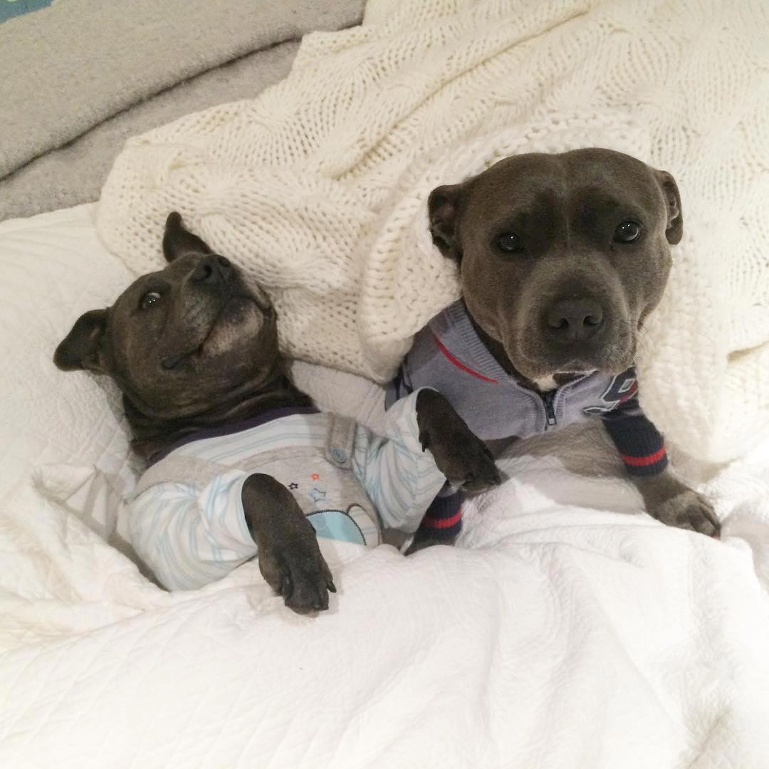 Собаки-обнимаки, милые стаффордширы, Даррен и Филипп, Blueboys dogs