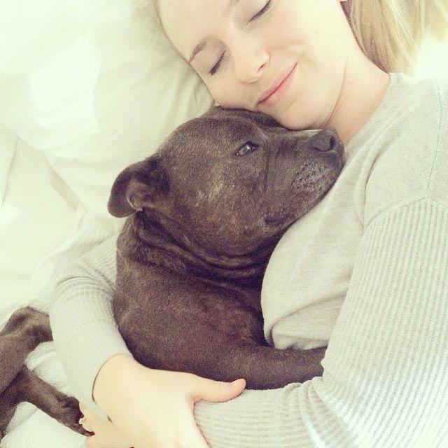 Собаки-обнимаки, милые стаффордширы, Даррен и Филипп, Blueboys dogs