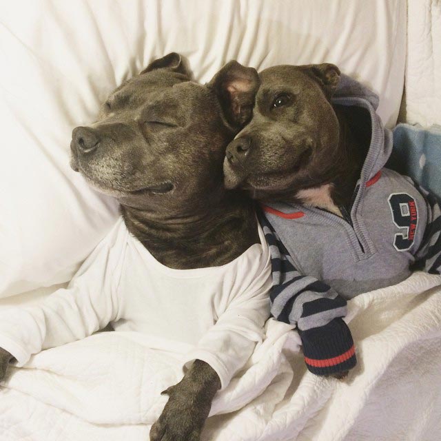 Собаки-обнимаки, милые стаффордширы, Даррен и Филипп, Blueboys dogs