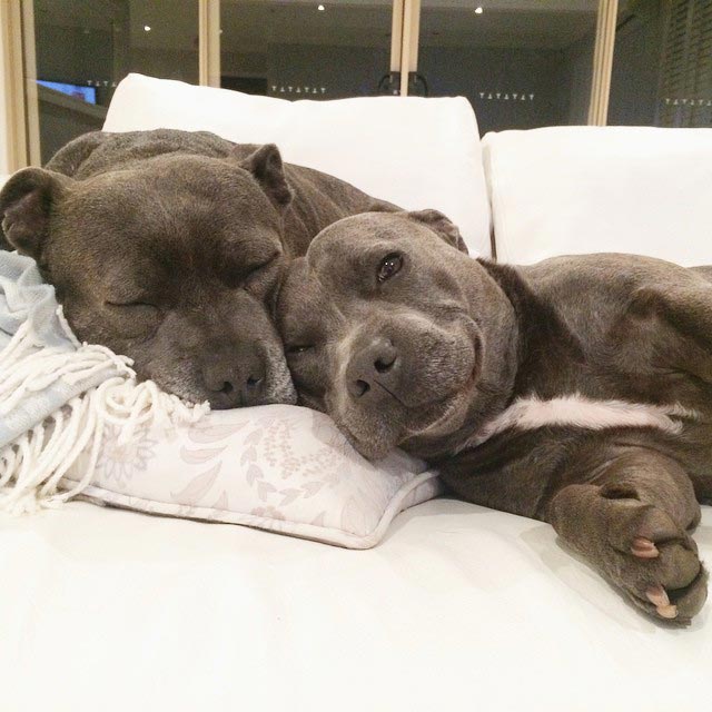 Собаки-обнимаки, милые стаффордширы, Даррен и Филипп, Blueboys dogs