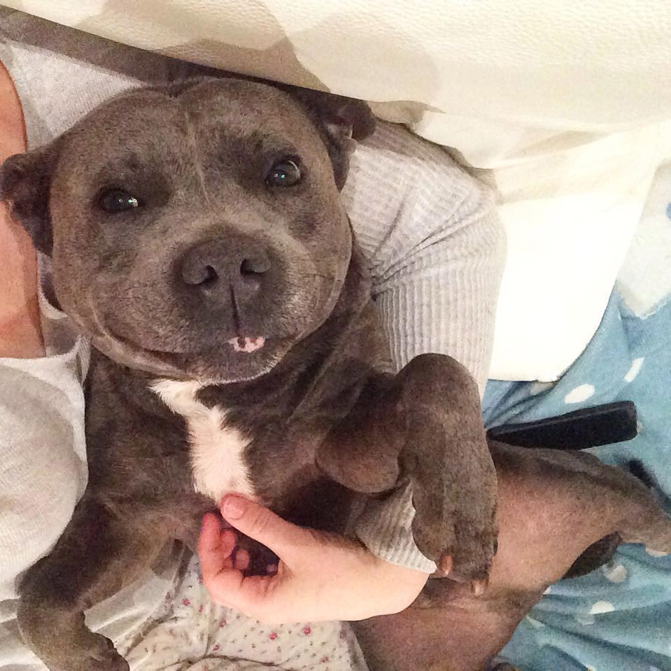 Собаки-обнимаки, милые стаффордширы, Даррен и Филипп, Blueboys dogs