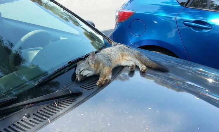 35 самых знаменитых, смешных, и знаковых животных 2015 года лучшие животные 2015 года, самые животные 2015, самые знаменитые животные 2015, самые смешные животные 2015 года