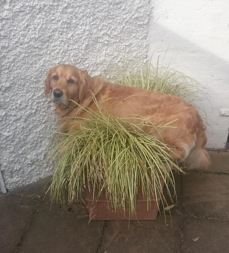 35 самых знаменитых, смешных, и знаковых животных 2015 года лучшие животные 2015 года, самые животные 2015, самые знаменитые животные 2015, самые смешные животные 2015 года