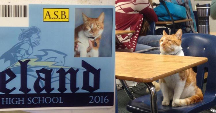 35 самых знаменитых, смешных, и знаковых животных 2015 года лучшие животные 2015 года, самые животные 2015, самые знаменитые животные 2015, самые смешные животные 2015 года