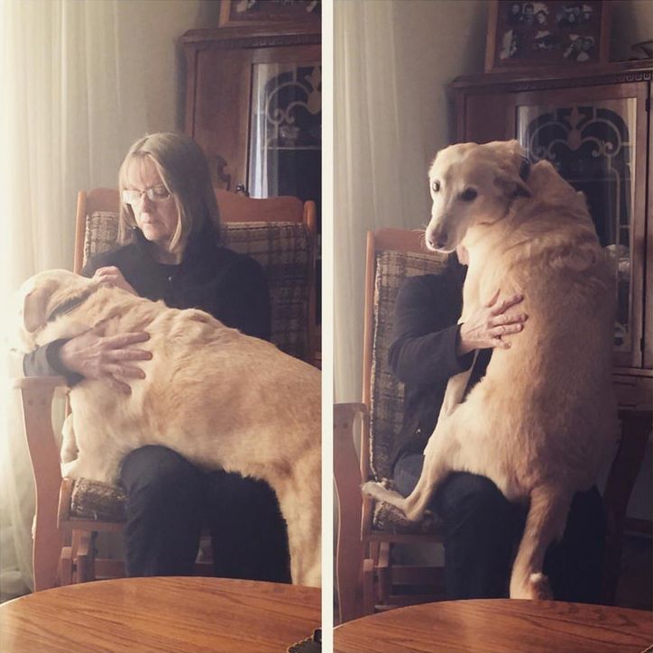 35 самых знаменитых, смешных, и знаковых животных 2015 года лучшие животные 2015 года, самые животные 2015, самые знаменитые животные 2015, самые смешные животные 2015 года