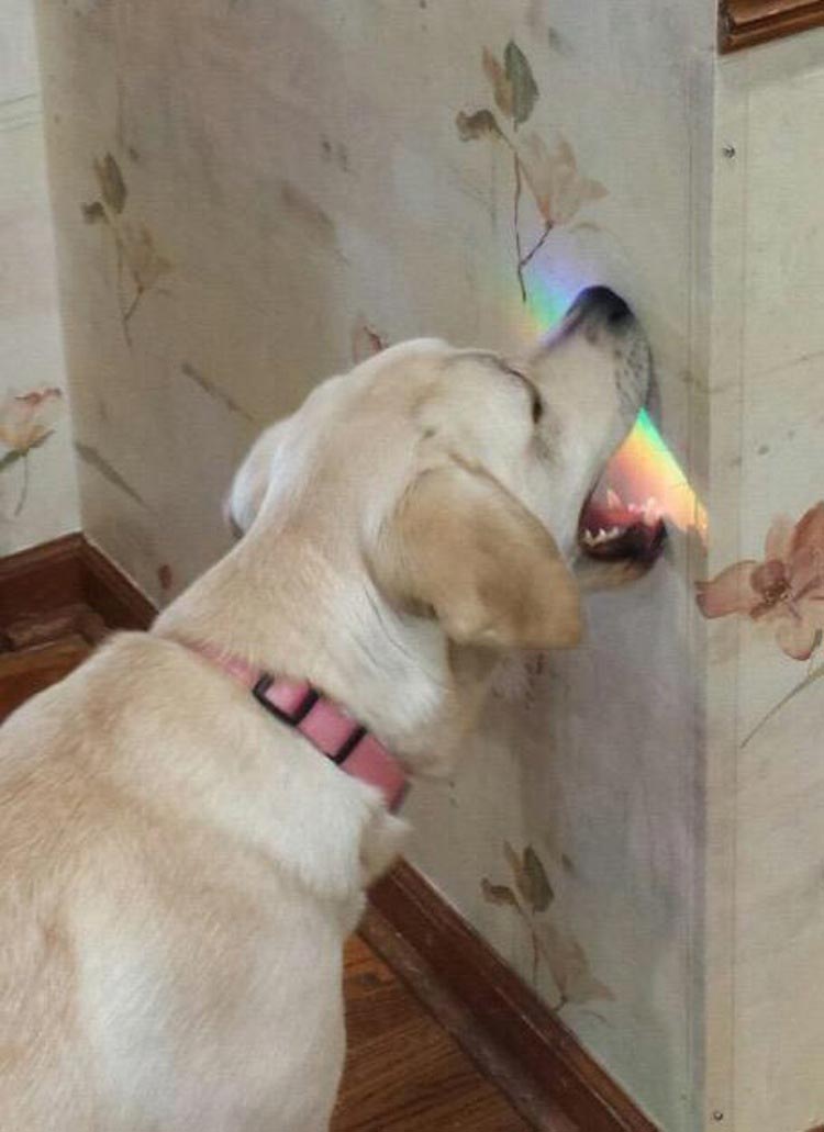 35 самых знаменитых, смешных, и знаковых животных 2015 года лучшие животные 2015 года, самые животные 2015, самые знаменитые животные 2015, самые смешные животные 2015 года