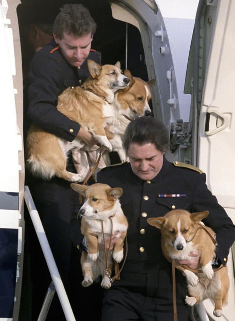 35 самых знаменитых, смешных, и знаковых животных 2015 года лучшие животные 2015 года, самые животные 2015, самые знаменитые животные 2015, самые смешные животные 2015 года