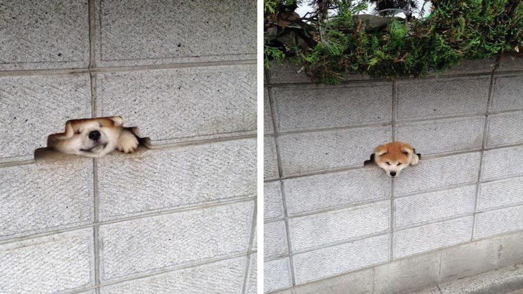 35 самых знаменитых, смешных, и знаковых животных 2015 года лучшие животные 2015 года, самые животные 2015, самые знаменитые животные 2015, самые смешные животные 2015 года