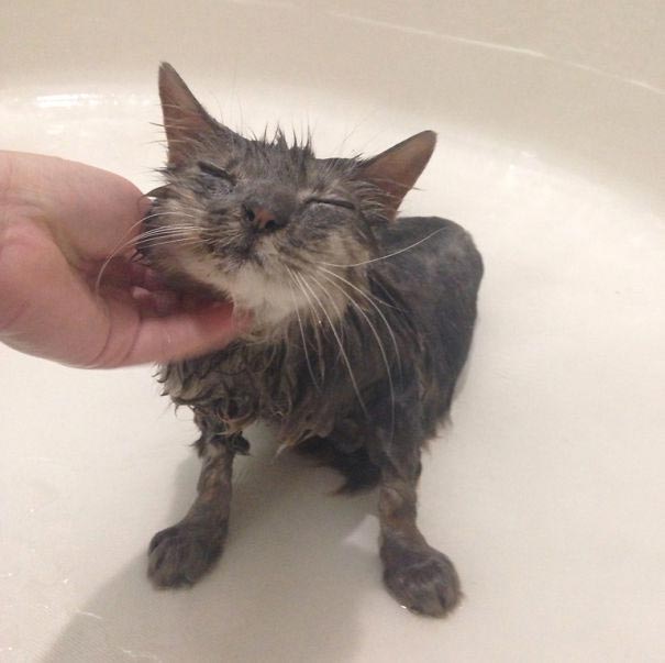 коты любят воду, коты купаются, коты вода