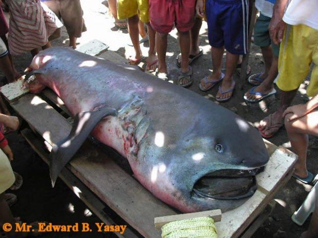 пелагическая большеротая акула, самая редкая акула в мире, на берегу нашли пелагическую большеротую акулу