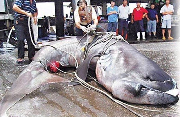 пелагическая большеротая акула, самая редкая акула в мире, на берегу нашли пелагическую большеротую акулу