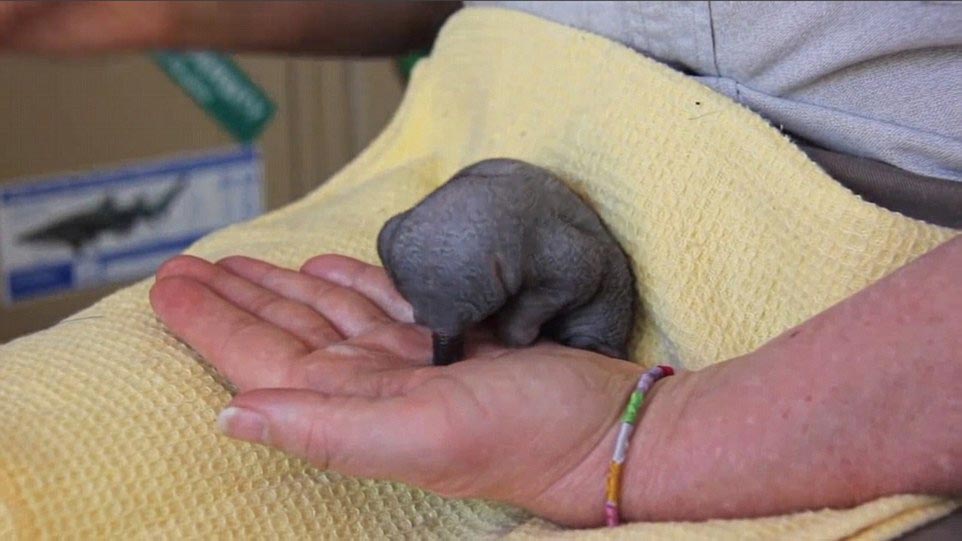 детеныш ехидны, как выглядят ехидны в детстве, маленькая ехидна