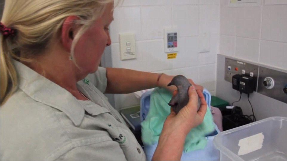 детеныш ехидны, как выглядят ехидны в детстве, маленькая ехидна