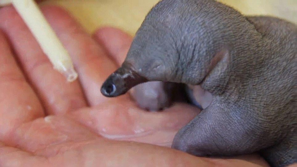 детеныш ехидны, как выглядят ехидны в детстве, маленькая ехидна