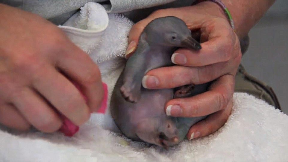 детеныш ехидны, как выглядят ехидны в детстве, маленькая ехидна