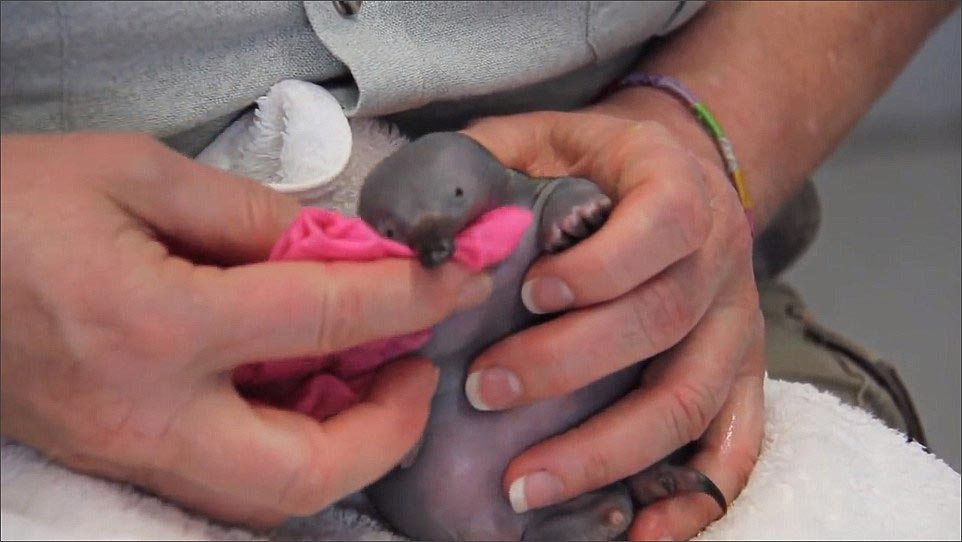 детеныш ехидны, как выглядят ехидны в детстве, маленькая ехидна