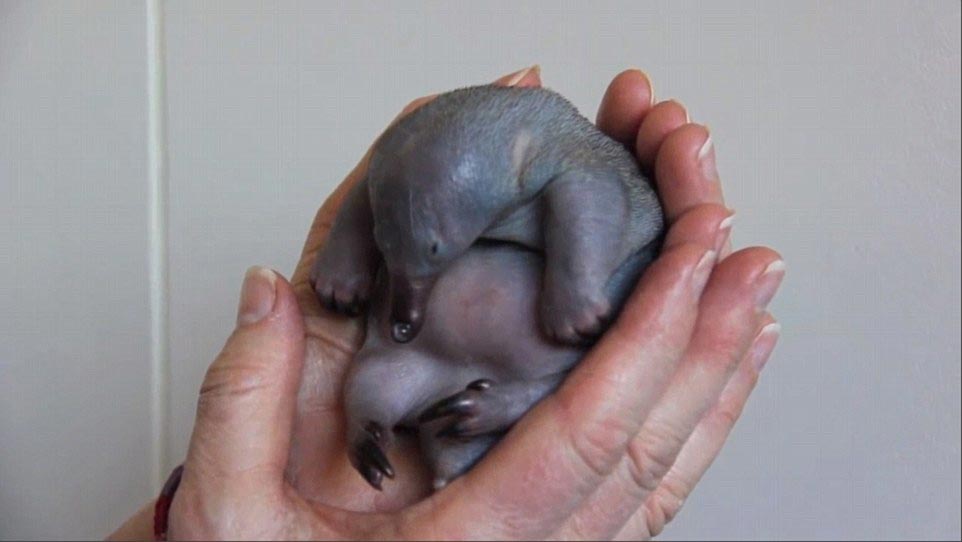 детеныш ехидны, как выглядят ехидны в детстве, маленькая ехидна