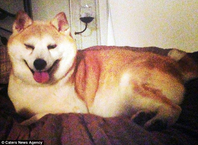 самая счастливая собака в мире, самая счастливая собака Корица, самая счастливая собака Синнамон, Корица собака Шиба счастливая