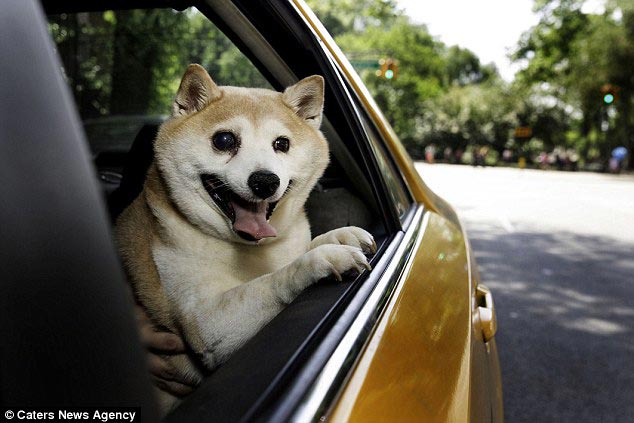самая счастливая собака в мире, самая счастливая собака Корица, самая счастливая собака Синнамон, Корица собака Шиба счастливая