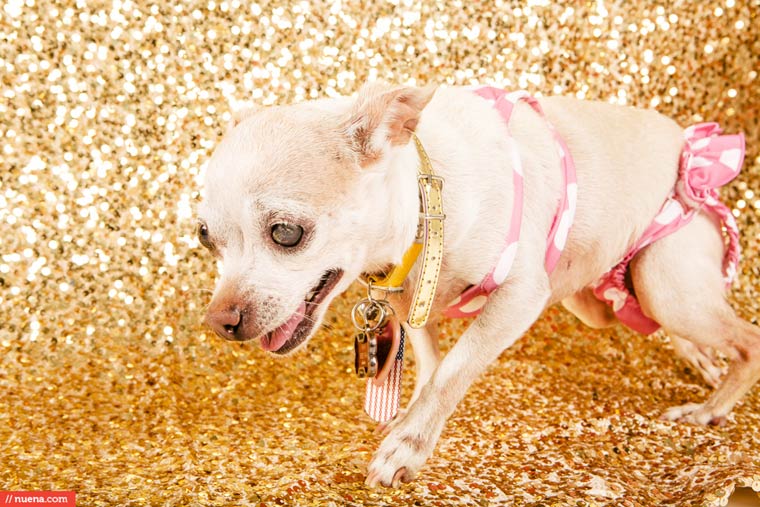 самая уродливая собака в мире 2015, Квази Модо, Quasi Modo, самый уродливый пёс 2015