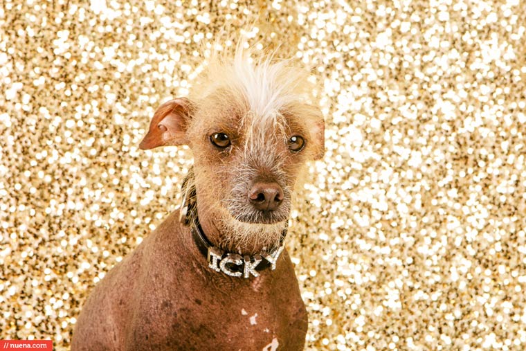 самая уродливая собака в мире 2015, Квази Модо, Quasi Modo, самый уродливый пёс 2015