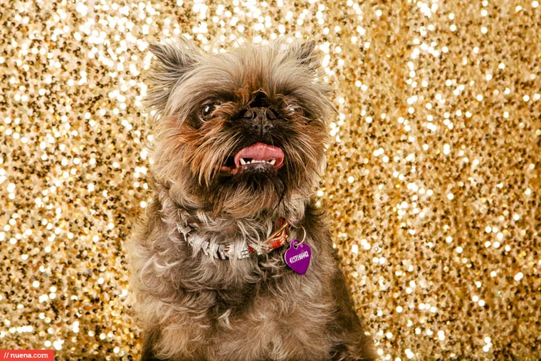 самая уродливая собака в мире 2015, Квази Модо, Quasi Modo, самый уродливый пёс 2015