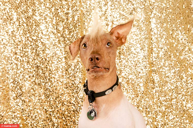 самая уродливая собака в мире 2015, Квази Модо, Quasi Modo, самый уродливый пёс 2015