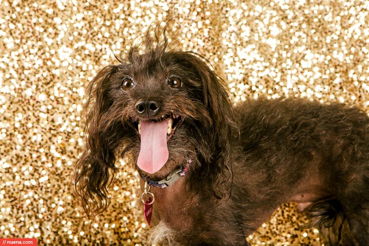 самая уродливая собака в мире 2015, Квази Модо, Quasi Modo, самый уродливый пёс 2015