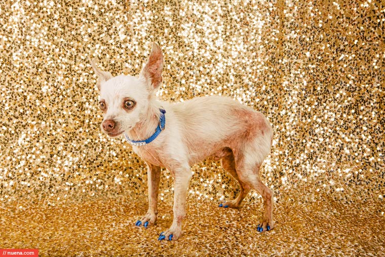 самая уродливая собака в мире 2015, Квази Модо, Quasi Modo, самый уродливый пёс 2015